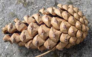 golden ratio pine cone