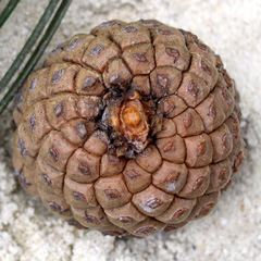 golden ratio pine cone