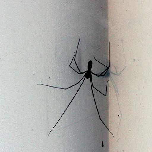 Pholcus phalangioides