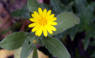 calendula arvensis