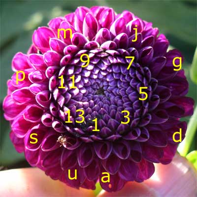 Dahlia Fibonacci
