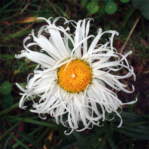 Fibonacci and anthemis flower